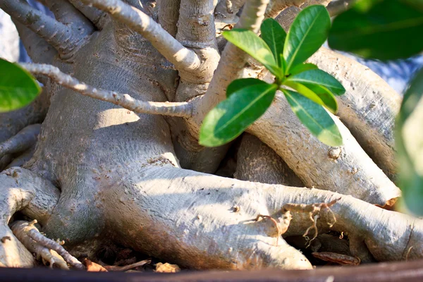 Schön von Azaleen Bäume gewachsen — Stockfoto