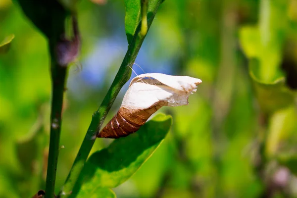 A butterfly chrysalis — Stock Photo, Image