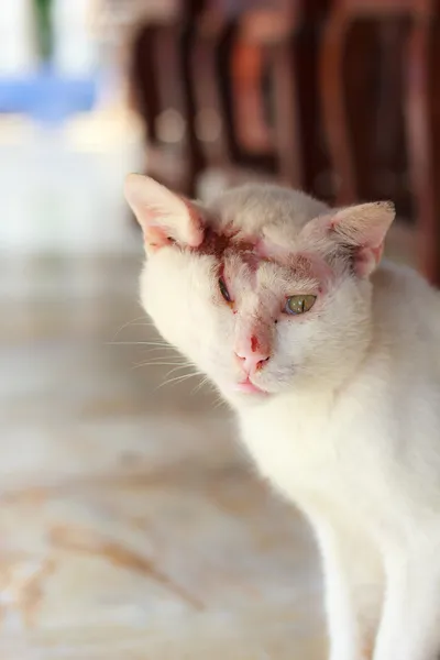 受伤只白色的猫 — Stockfoto