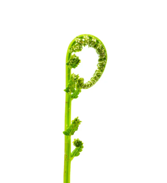 Spring fern voluted bud — Stock Photo, Image