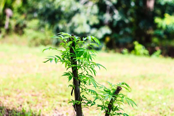 Olive treetop — Stock Photo, Image