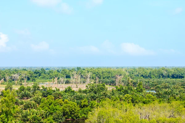 Floresta verde — Fotografia de Stock