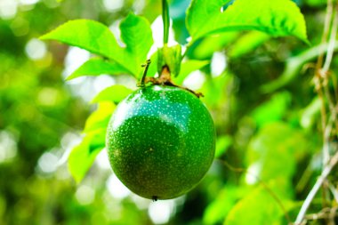 Çarkıfelek meyvesi