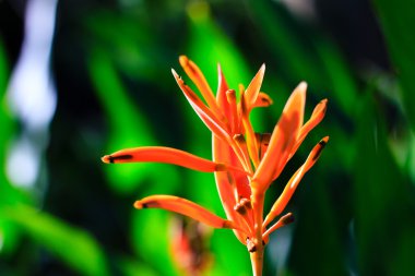 heliconia çiçek çeşitli