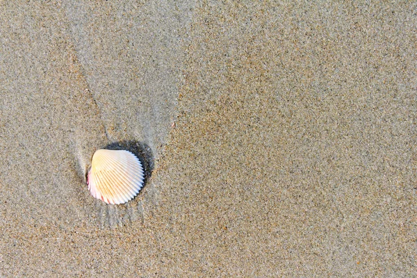 沙上的海贝壳. — 图库照片