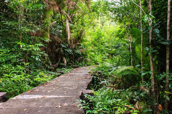 Överbrygga genom mangrove återplantering — Stockfoto