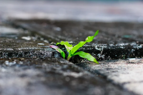 yarıktan büyüyen yeşil çimen
