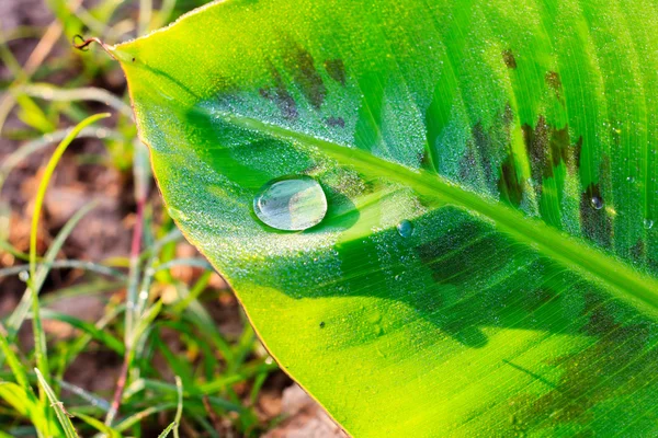 Water drop on banana leaf — Stock Photo, Image