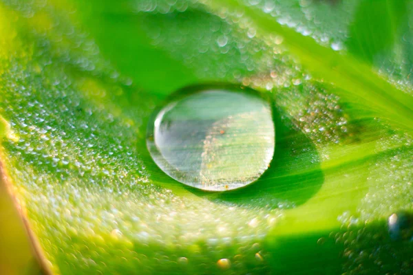 Water drop on banana leaf — Stock Photo, Image