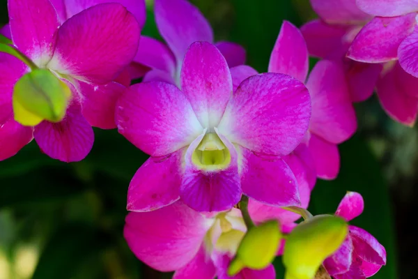 Орхідея в саду — стокове фото