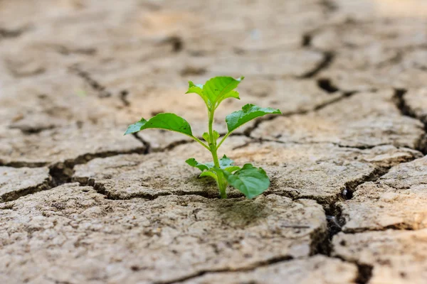 Green tree growing through dry cracked soil — Stock Photo, Image