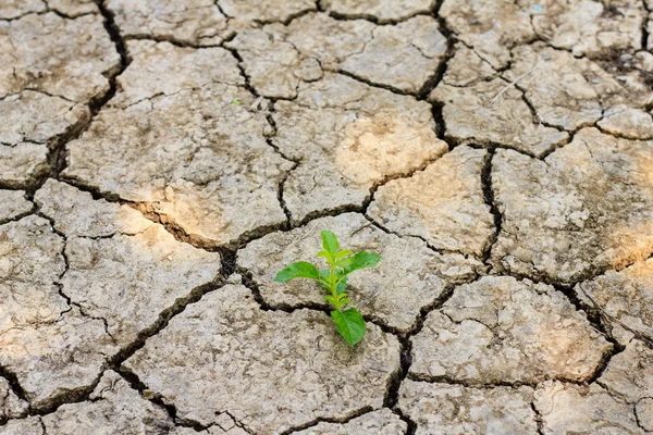 Albero verde che cresce attraverso terreno crepato secco — Foto Stock