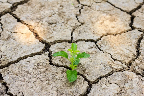 Yeşil ağaç kuru kırık toprak ile gelişen
