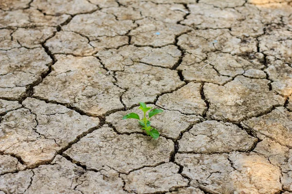 Yeşil ağaç kuru kırık toprak ile gelişen