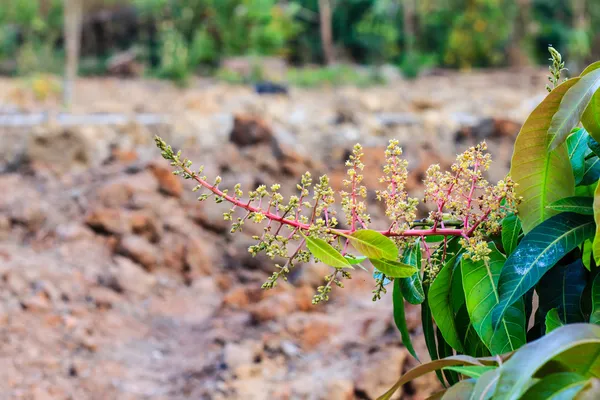 Flor de manga — Fotografia de Stock