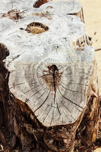 Old cracked stump in a forest — Stock Photo, Image