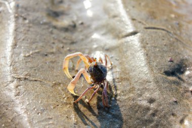 Sahilde yengeç