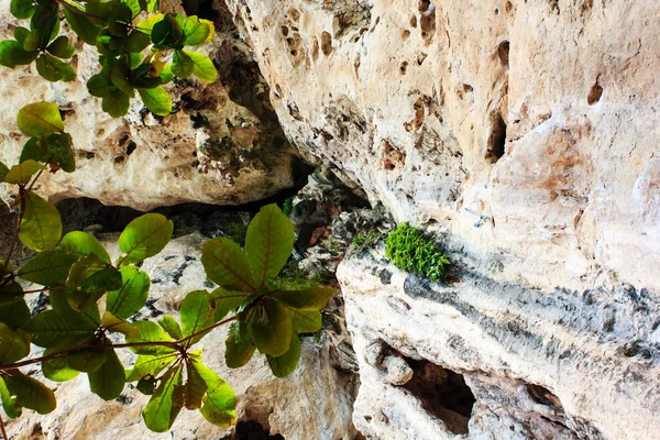 L'albero solitario su una roccia — Foto Stock