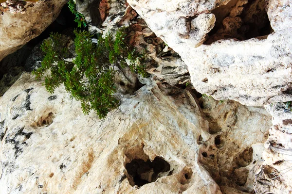 L'arbre solitaire sur un rocher — Photo