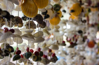 Deniz kabuğu perde seçici odak