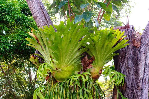 Staghorn páfrányok — Stock Fotó