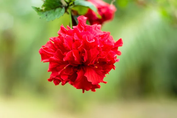 Colorful Red Hibiscus flower — Stock Photo, Image