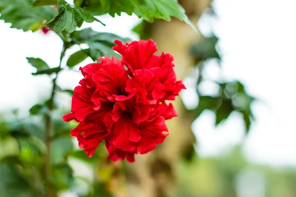 Bunte rote Hibiskusblüte — Stockfoto