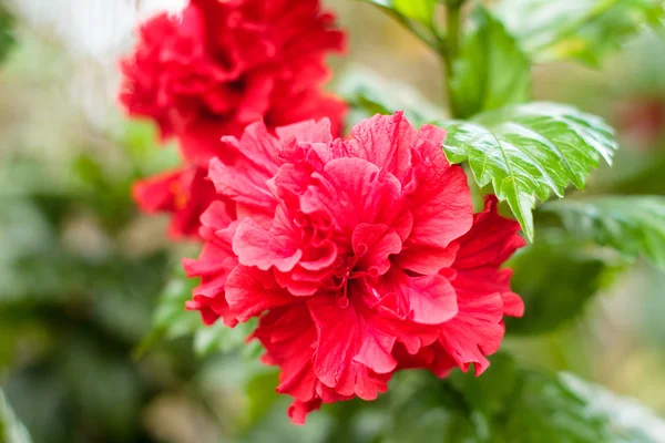Flor Hibiscus vermelha colorida — Fotografia de Stock