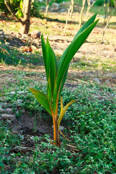 Árbol de coco joven — Foto de Stock