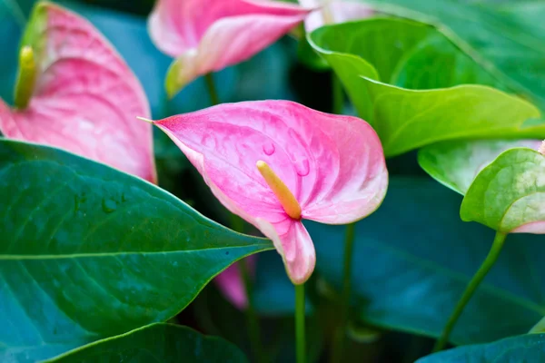 Kolba kwiat w lasach tropikalnych — Zdjęcie stockowe