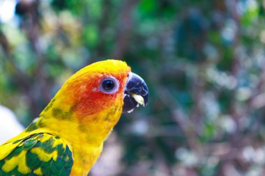 güzel renkli papağan