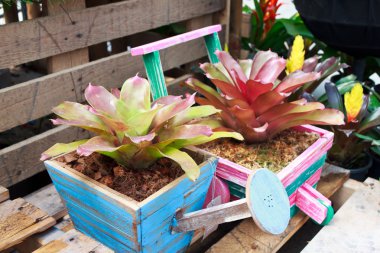 ahşap tencerede bromeliad