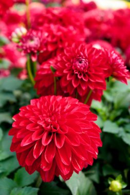 Güzel Red Dahlia 