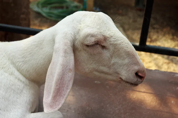 Close up cabra dormindo na fazenda — Fotografia de Stock
