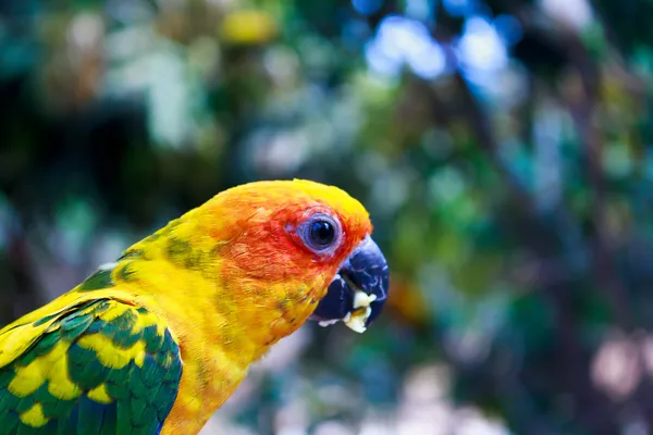 Hermoso loro colorido — Foto de Stock