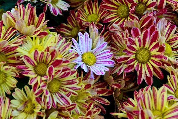 黄色い菊のトップ ビュー — ストック写真