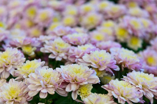 Bright colorful chrysanthemums — Stock Photo, Image