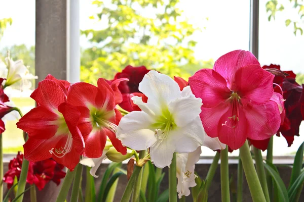 Fleurs hippeastrum rouges, roses et blanches — Photo