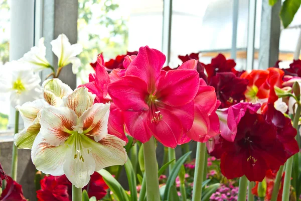 Red, pink and white hippeastrum flowers — Stock Photo, Image