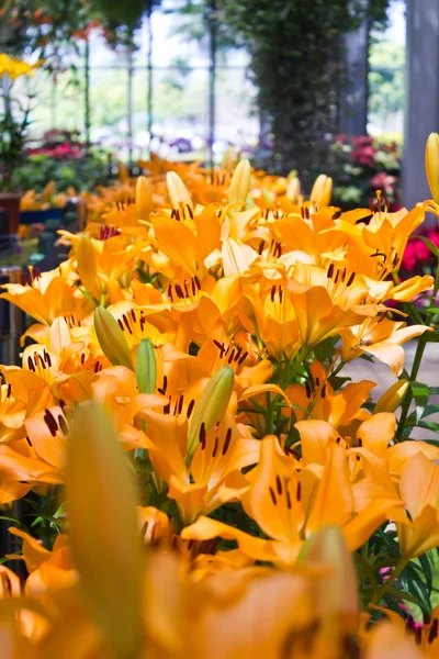 Beautiful flowers of yellow lilies. — Stock Photo, Image