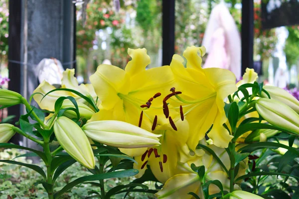 Beautiful flowers of yellow lilies. — Stock Photo, Image