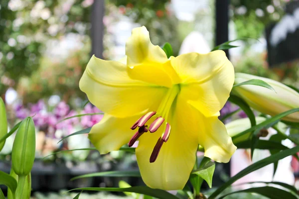 Beautiful flowers of yellow lilies. — Stock Photo, Image