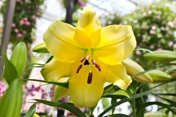 Beautiful flowers of yellow lilies. — Stock Photo, Image