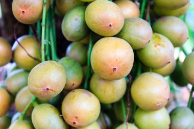 baccaurea ramiflora ağaç 