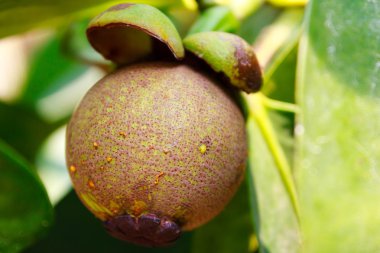 Genç mangosteen ağaç üzerinde 