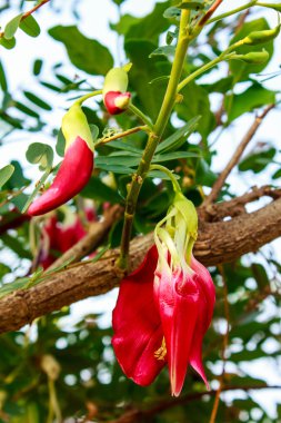 ağaç üzerinde kırmızı agasta 