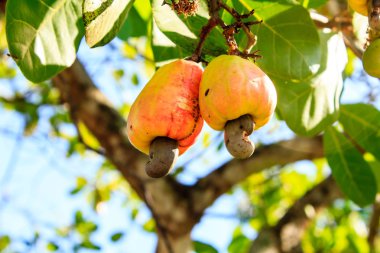 Cashew Tree  clipart