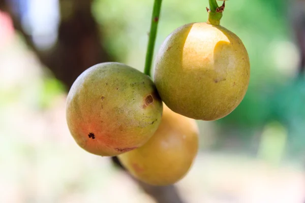 Baccaurea ramiflora на дереве — стоковое фото