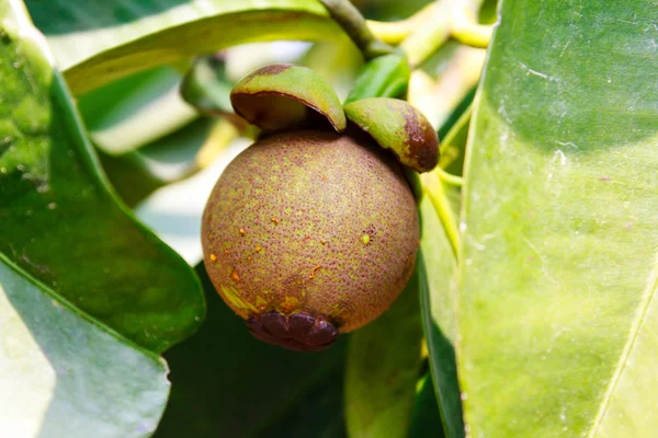 Genç mangosteen ağaç üzerinde — Stok fotoğraf