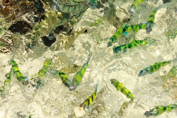 Peces en el mar — Foto de Stock